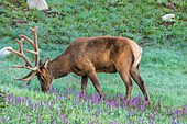 USA, Colorado, Rocky Mountain National Park. Bull elk and little elephant's head flowers