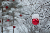 USA, Colorado. Frischer Schneefall auf Bäumen und Weihnachtsschmuck