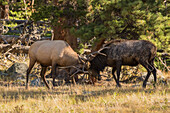 USA, Colorado, Rocky Mountain-Nationalpark. Männliche Elche beim Sparring