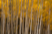 USA, Colorado. Abstract of aspen trees