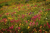 USA, Colorado, San Juan Mountains. Field of wildflowers amid tundra