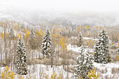 USA, Colorado, White River National Forest. Schneesturm im Wald