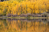USA, Colorado, Uncompahgre National Forest. Aspen forest reflects in Crystal Lake in autumn.