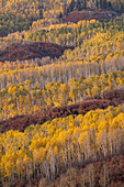 USA, Colorado, Uncompahgre National Forest. Bergwald im Herbst.