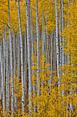 Aspen Grove in leuchtenden goldenen Herbstfarben in der Nähe von Aspen Township, Colorado