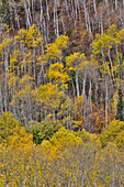 Aspens in fall golden color along McClure Pass, Colorado