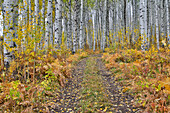 McClure Pass, Colorado with trail in grove of aspen trees.