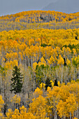 Keebler Pass, Colorado, Fall golden aspens