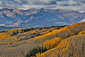 Colorado Rocky Mountains am Ohio Pass und im Hintergrund der Castle Mountain Herbstfarben auf Aspen Groves