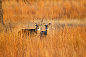 Weißwedelhirsch (Odocoileus virginianus), männlich und weiblich, im Graslandhabitat