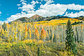 Usa, Colorado, Gunnison National Forest, Autumn color at Kebler Pass (Large format sizes available)