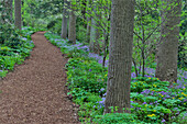 Frühlingshafter Mt. Cuba Garten, Hockessin, Delaware. Entlang des von Wildblumen gesäumten Woods-Pfades