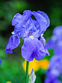 USA, Delaware. Close-up of a blue bearded iris.
