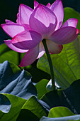 Washington DC. Pink Lilly catches sunlight in a Lilly Pond