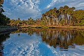 Zobelpalmen im Spiegel des Econlockhatchee River, eines Nebenflusses des St. Johns River, in der Nähe von Orlando, Florida