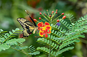 Eastern tiger swallowtail, Florida