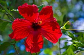 Florida,  Hibiscus Flower