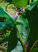 Florida,  Woodpecker among Banana Leaves