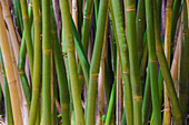 Florida, Bamboo Grove Trunks