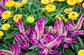 Gelbe Strohblumen und violette Celosia im Garten, USA