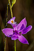 Grasrosa Orchideen wachsen in einer Prärie in Südflorida.