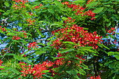 Königlicher Poinciana-Baum mit schönen roten Blüten.