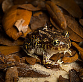 Eastern Spadefoot Toad, Scaphiopus holbrookii, Central Florida,