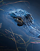 Young American Alligator, Merritt Island National Wildlife Refuge, Florida