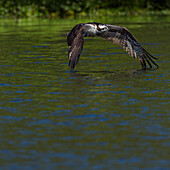 Osprey in-flight, Pandion haliaetus, Lake Woodruff National Wildlife Refuge, Florida