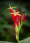 Indian Pink in flower, Spigelia marilandica, Florida wildflower