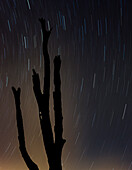 Meteoritenschau im Sternbild Perseus, Florida, USA