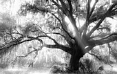 Schöne Southern Live Oak, Quercus Virginiana, Zentralflorida