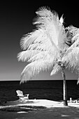 USA, Florida Keys. Infrared palm trees with lounge chairs along the Florida Keys