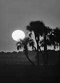 Palmen und Sonnenaufgang, Florida