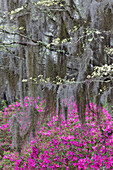 Blühender Hartriegel und Azaleen in voller Blüte im Frühling, Bonaventure Cemetery, Savannah, Georgia