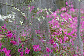 Blühende Hartriegel und Azaleen in voller Blüte im Frühling, Bonaventure-Friedhof, Savannah, Georgia