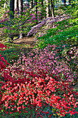 Blühende Azaleen unter Kiefern, Callaway Gardens, Georgia