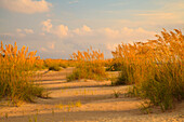USA, Georgia, Tybee Island, Sea Oats and dunes on Tybee Island.