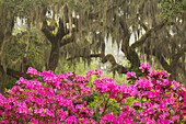 USA, Georgia, Savannah. Oak trees and azaleas at Bonaventure Cemetery in the spring