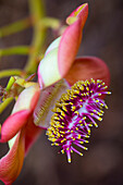Kanonenkugelbaum, Blume, Foster Botanical, Gardens, Honolulu, Oahu, Hawaii