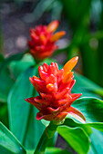 Bromelie, Blume, Foster Botanical, Gärten, Honolulu, Oahu, Hawaii