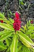 Alpinia purpurata, Hanalei, Hawaii, Kauai, Roter Ingwer