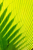 Palm frond in Na `Aina Kai Botanical Gardens and Sculpture Park, Kauai, Hawaii.