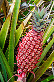 Pineapple plants Dole Plantation, Wahiawa, Oahu, Hawaii.