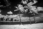 USA, Hawaii, Oahu, Honolulu, Palm trees on the beach.
