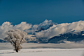 Winterliche Landschaft mit Pappel, Nebel und Teton Mountains, Driggs, Idaho