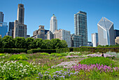 Lurie Garden im Millennium Park, Chicago, mit der Skyline der Michigan Avenue