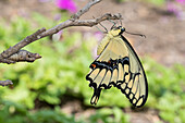 Giant Swallowtail butterfly (Papilio cresphontes) newly emerged near chrysalis, Marion County, Illinois