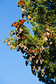 Monarch Butterflies (Danus plexippus) roosting in Eastern Red Cedar (Juniperus virginiana) Prairie Ridge State Natural Area, Marion County, Illinois