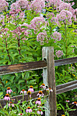 Purpur-Flockenblume (Eutrochium purpureum) und Purpur-Kegelblume (Echinacea purpurea) am Zaun, Marion County, Illinois (PR)